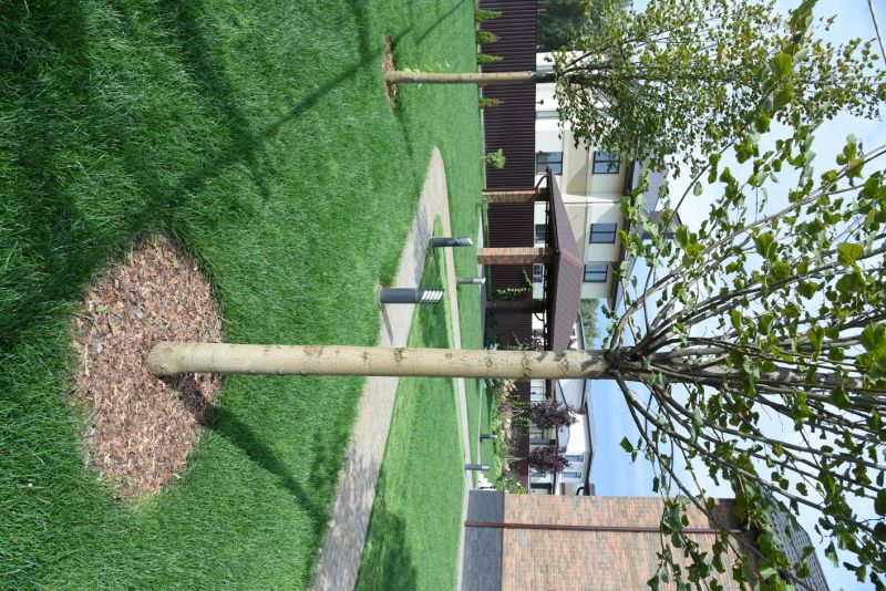 Privacy Trees Planting