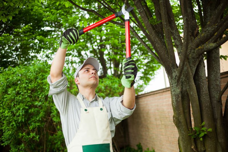 Tree Care Service