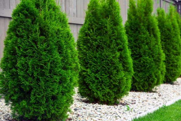 Arborvitae Planting in Jackson