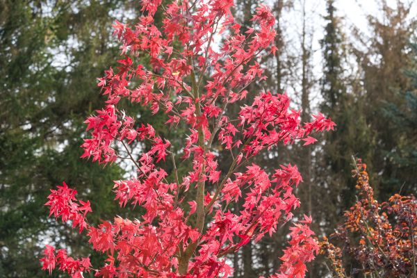 Japanese Maple Planting in Jackson