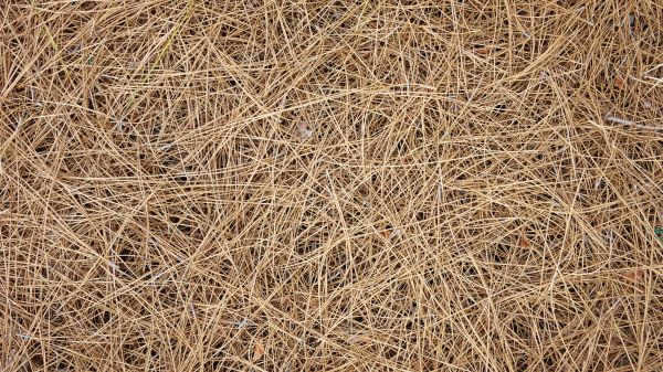 Pine Needles Delivery in Jackson