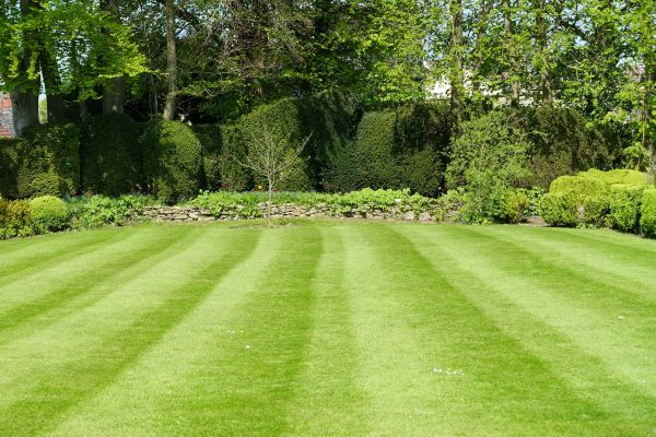 Lawn Renovation in Jackson