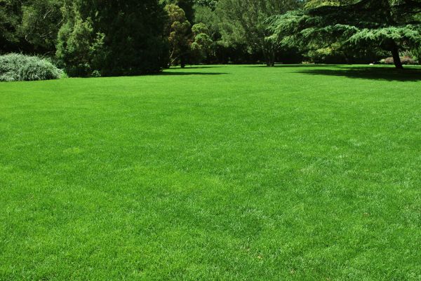 Lawn Landscaping in Jackson