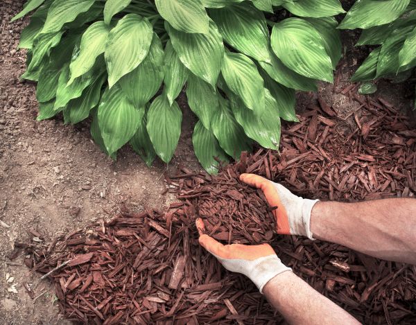 Shredded Mulch Service in Jackson
