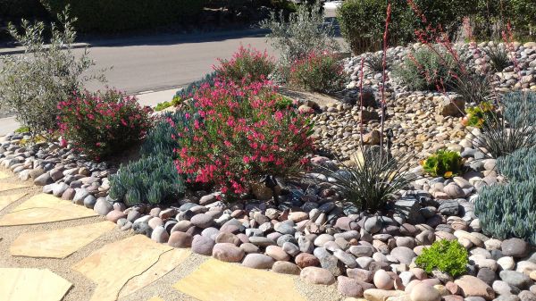 Xeriscape Landscaping in Jackson