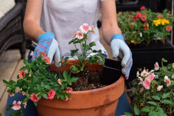 Plant Care Service in Jackson