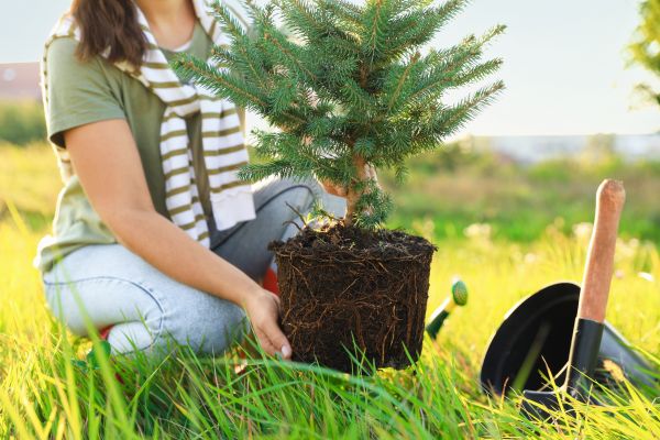 Spruce Tree Planting in Jackson