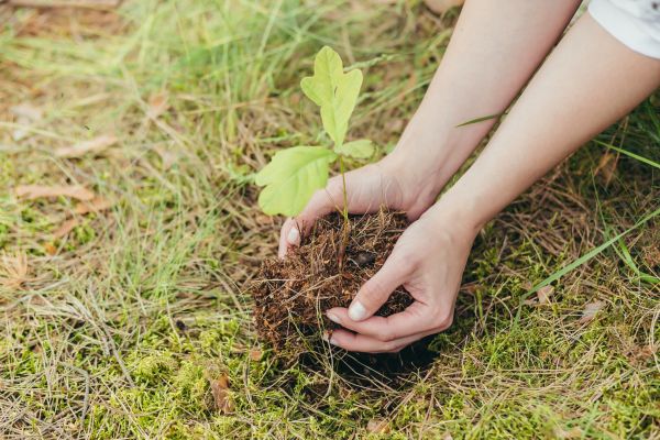 Oak Tree Planting in Jackson