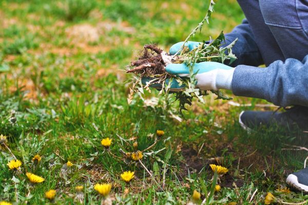 Flower Bed Clearing in Jackson