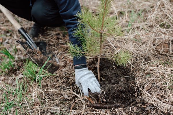 Pine Tree Planting in Jackson
