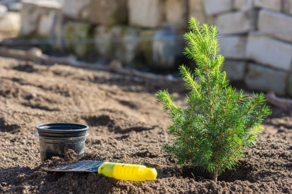 Spruce Sapling Planting