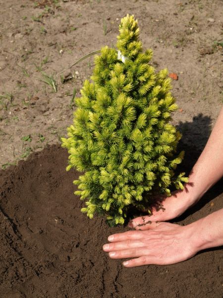 Spruce Planting