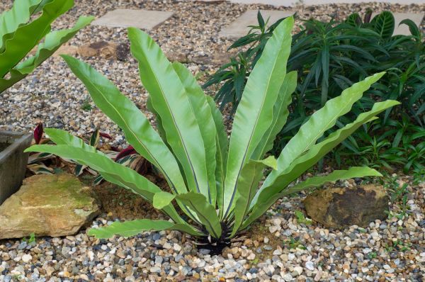 Pea Gravel Installation in Jackson