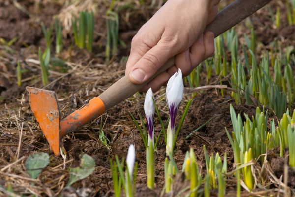 Flower Garden Weeding in Jackson