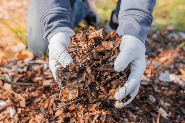 Shredded Mulch Installation in Jackson