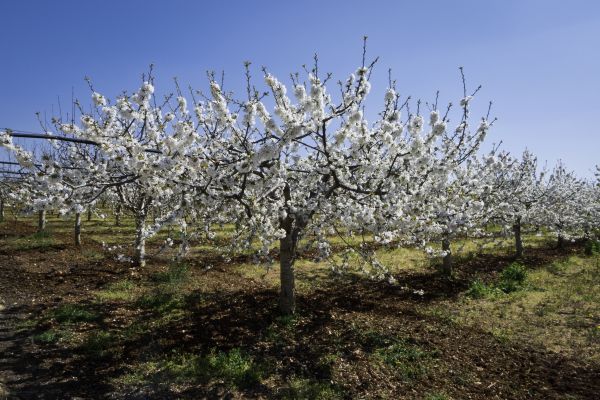 Orchard Planting in Jackson