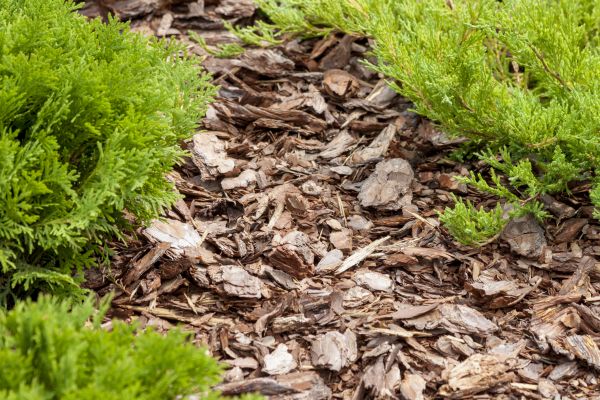 Cypress Mulch Application