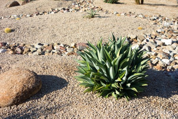 Xeriscaping Service in Jackson