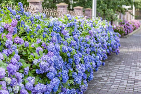 Hydrangea Landscaping in Jackson
