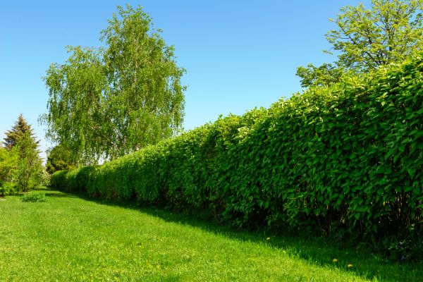 Hedge Replacement in Jackson