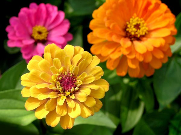 Zinnia Planting in Jackson