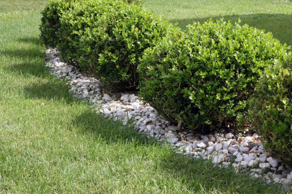 Boxwood Planting in Jackson