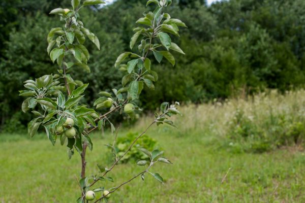 Apple Tree Planting in Jackson